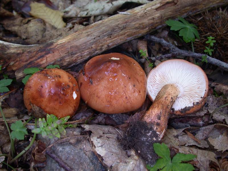 Escursione autunnale in Corsica - 3